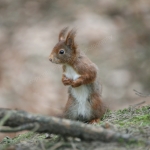 CURIOSITY