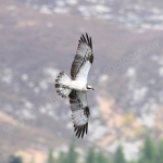OSPREY, PERTHSHIRE