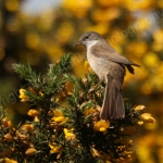 WHITETHROAT
