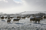 SNOWFALL ANGLESEY