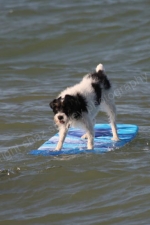 SURF DUDE ONE