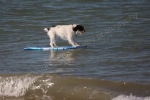 SURF DUDE TWO