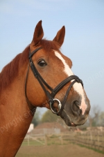 BORIS