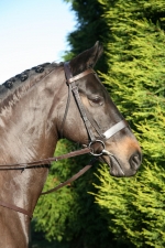 HORSE PORTRAIT