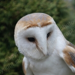 BARN OWL