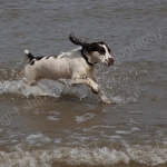 FUN IN THE SURF