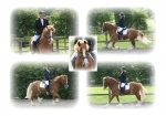 DRESSAGE MONTAGE