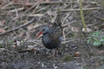 WATER RAIL ONE