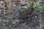 WATER RAIL TWO