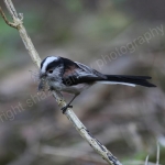 LONG TAILED TIT NEST BUILDING