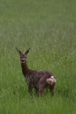 WILD PERTHSHIRE