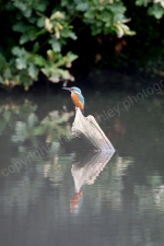 KINGFISHER ANGLESEY