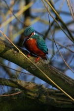KINGFISHER CHESHIRE