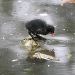 WHO'S THAT IN THE WATER