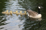 FOLLOW MUMMY