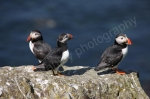 LUNGA PUFFINS 2