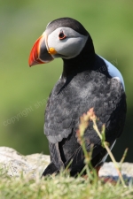 PUFFIN, TRESHNISH ISLES