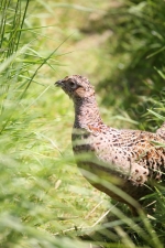 FEMALE PHEASANT AROS CASTLE