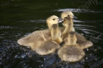 A GAGGLE OF GOSLINGS