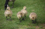 CANADA GOSLINGS