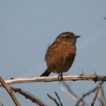FEMALE STONECHAT
