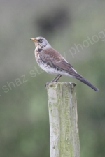 FIELDFARE