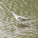 GREENSHANK ANGLESEY