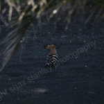 HOOPOE