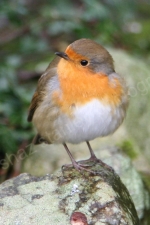 ROBIN
