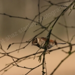 REED BUNTING
