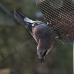 JAY