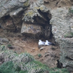 KITTIWAKE NEST