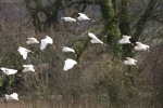 LITTLE EGRETS ANGLESEY