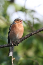 MALE CHAFFINCH IN SONG