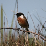 MALE STONECHAT