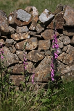 STONE AND FOXGLOVES ULVA