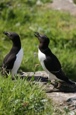 RAZORBILLS LUNGA