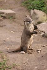 ROCKY 2 (Captive Otter)