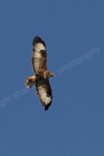 HUNTING BUZZARD ISLE OF MULL